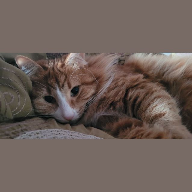 Photo of Tormund