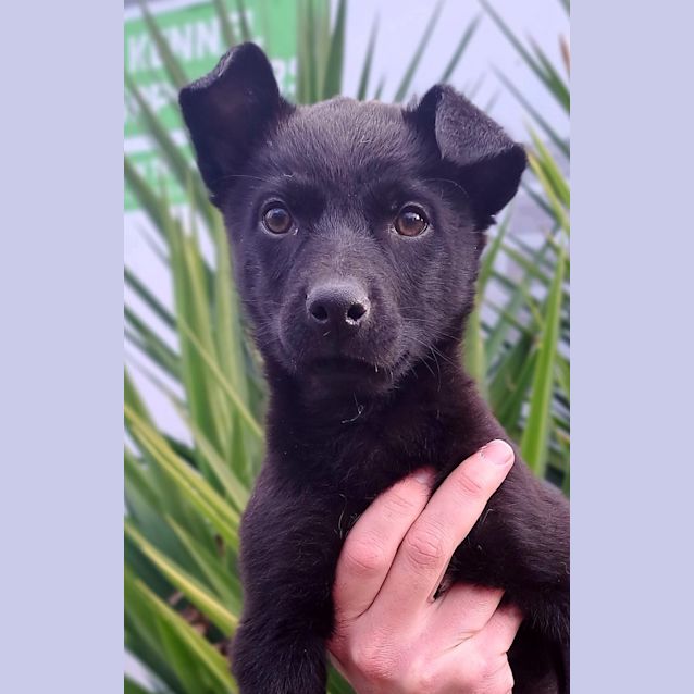 Photo of Bickie