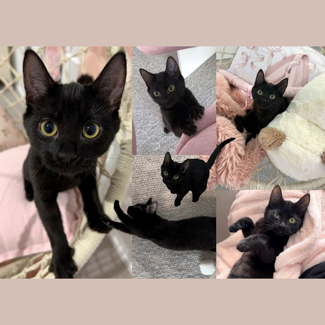 Photo of Bubbles And Pip
