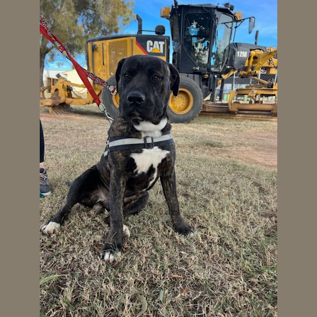 Photo of Buddy