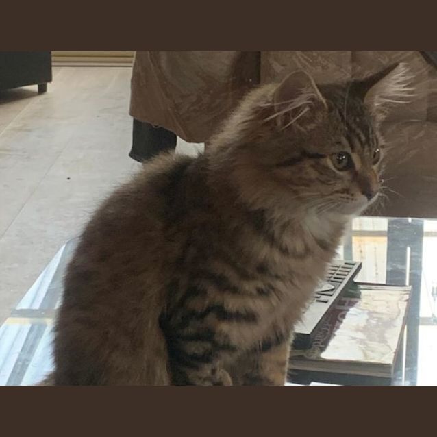 Photo of Shadow