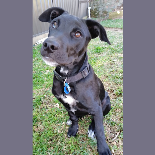 Photo of Vinnie   4 Month Old Labrador X (Trial)