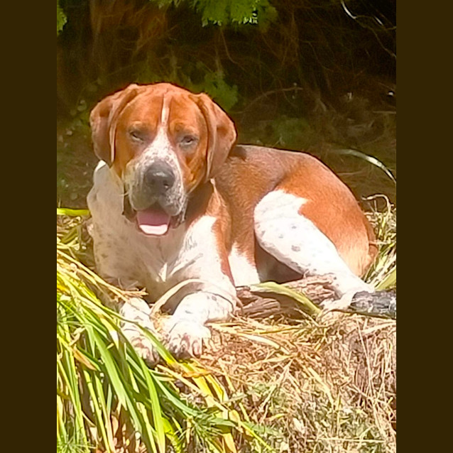 Photo of Odie