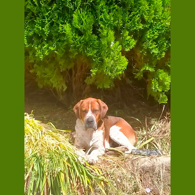 Photo of Odie