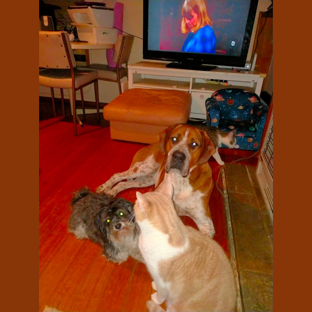 Photo of Odie