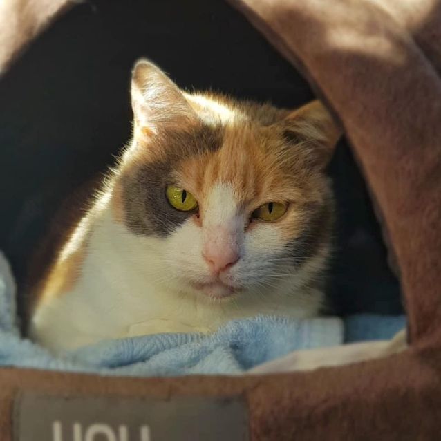 Photo of 7351   Goldie