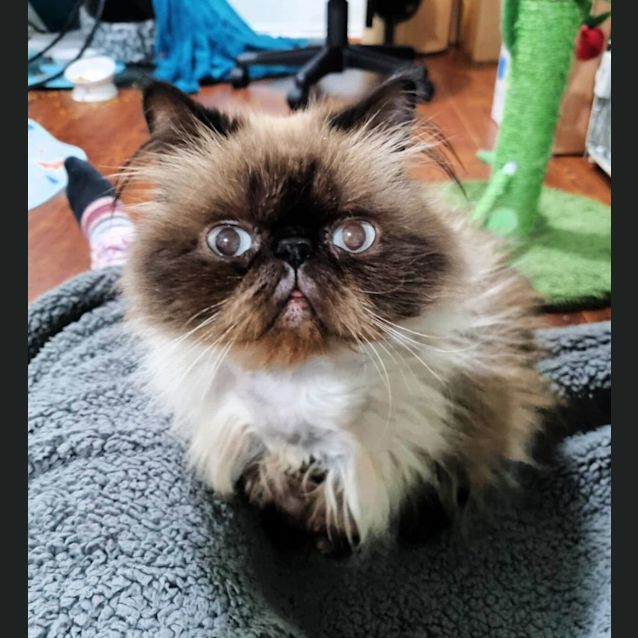 Photo of 🍄Enoki🍄