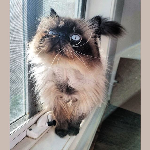 Photo of 🍄Enoki🍄