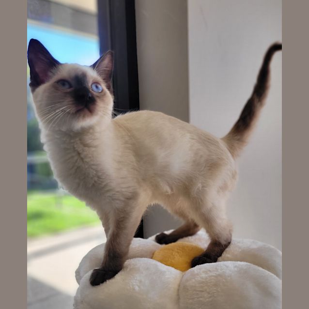 Photo of Stroopwafel