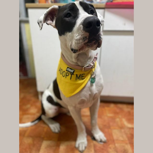 Photo of Hugo *$150 Adoption Fee*