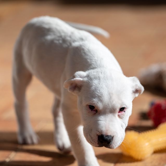Photo of Butters