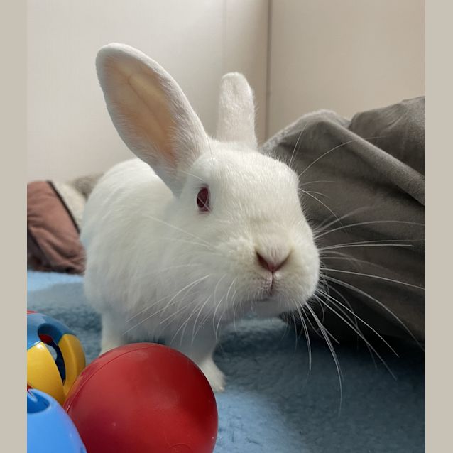 Photo of Cream Bun
