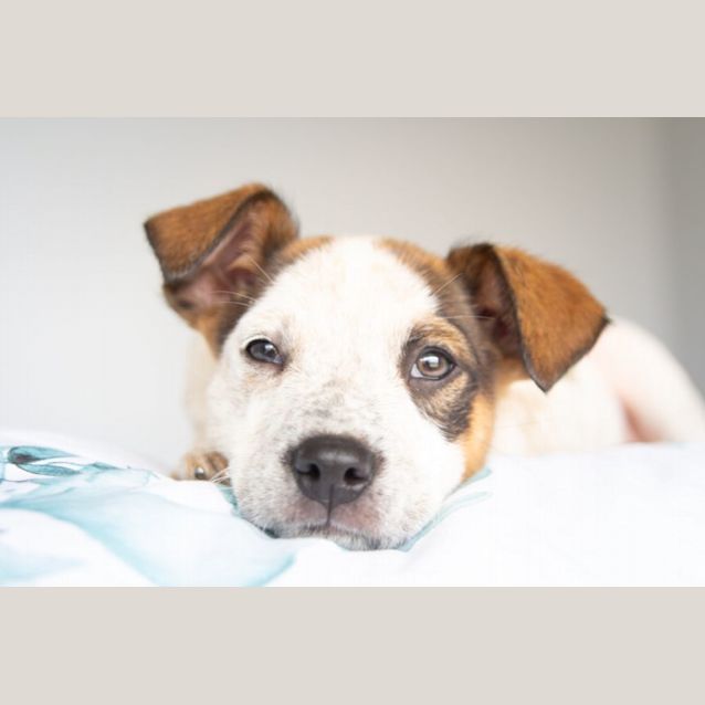 Photo of Skittles