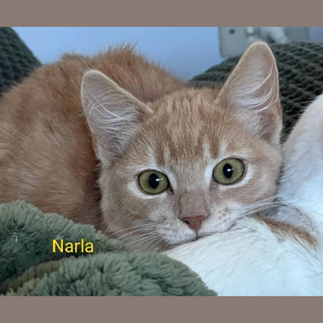 Photo of Narla