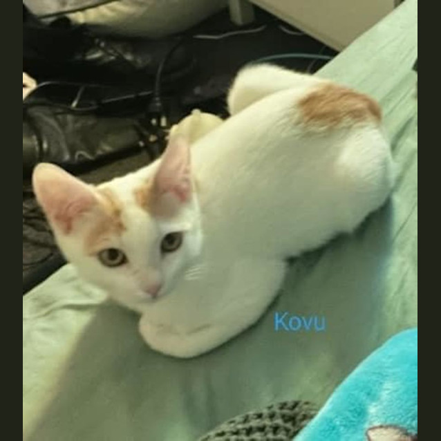 Photo of Kovu