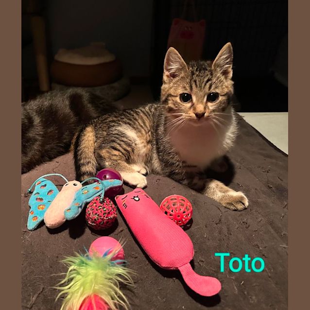 Photo of Toto 
