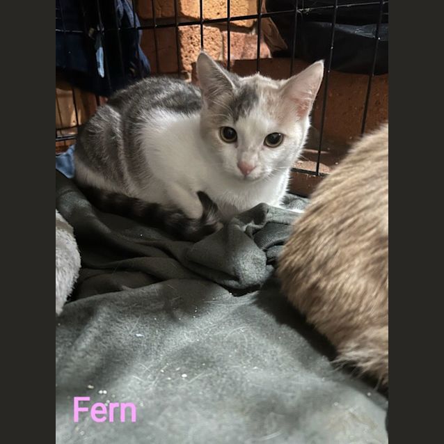 Photo of Fern