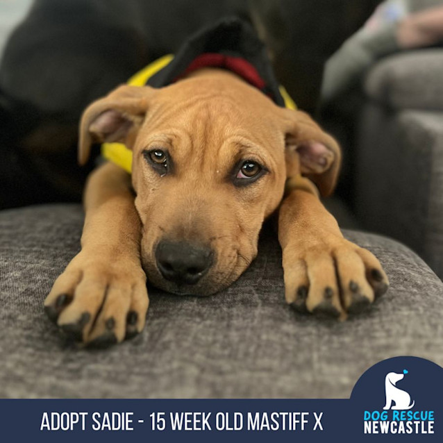 Photo of Sadie   15 Week Old Mastiff X (Trial)