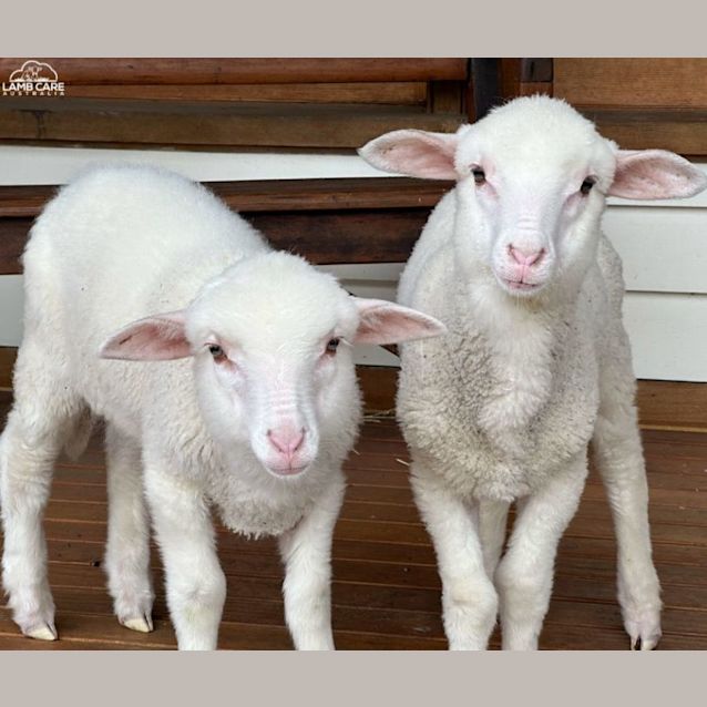 Photo of Benetta And Dottie