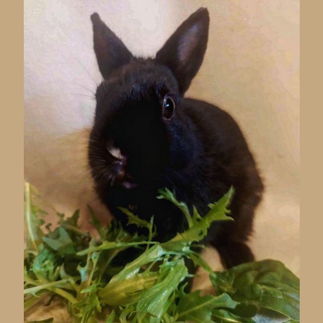 Photo of 🐰Thor🐰 (Located In Mount Evelyn)