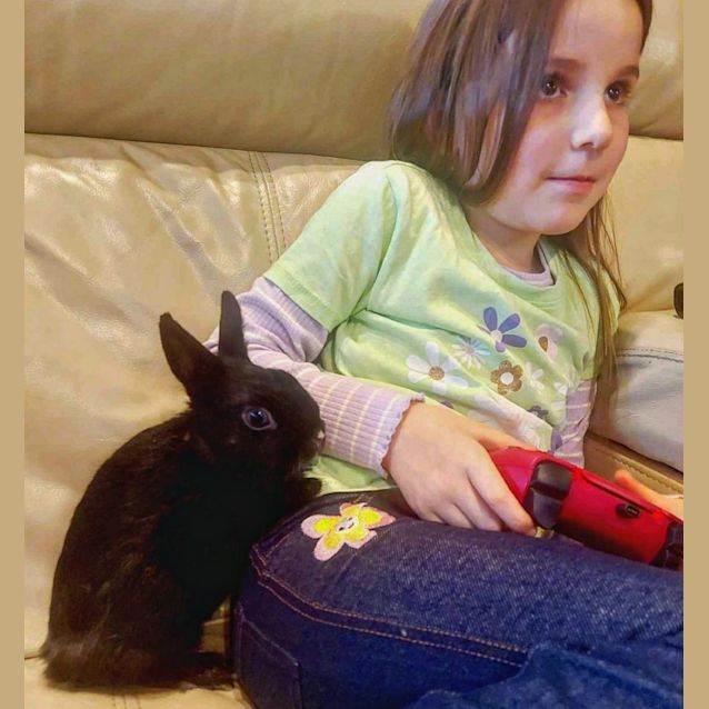 Photo of 🐰Thor🐰 (Located In Mount Evelyn)