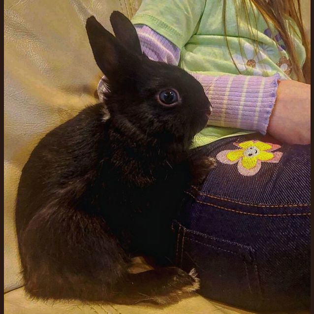 Photo of 🐰Thor🐰 (Located In Mount Evelyn)