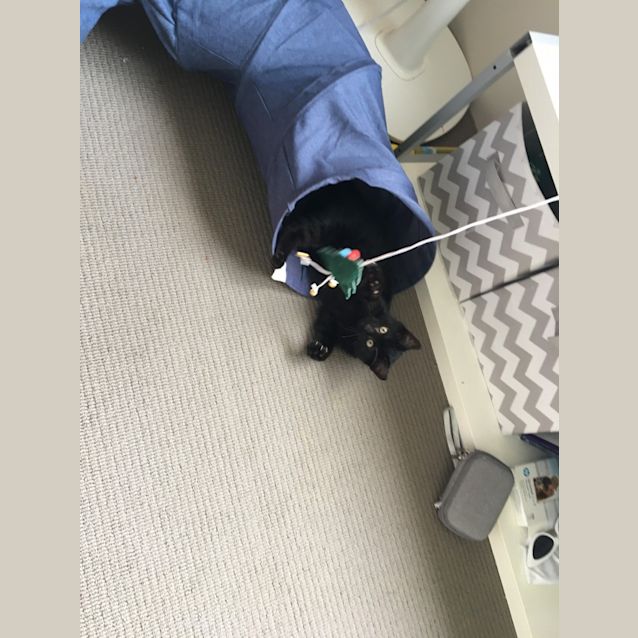Photo of Lumi