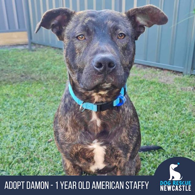 Photo of Damon   1 Year Old American Staffy