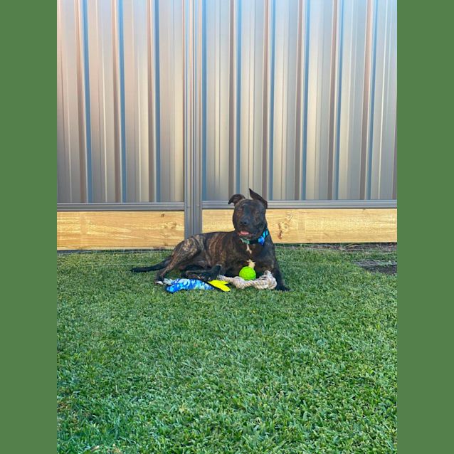Photo of Damon   1 Year Old American Staffy