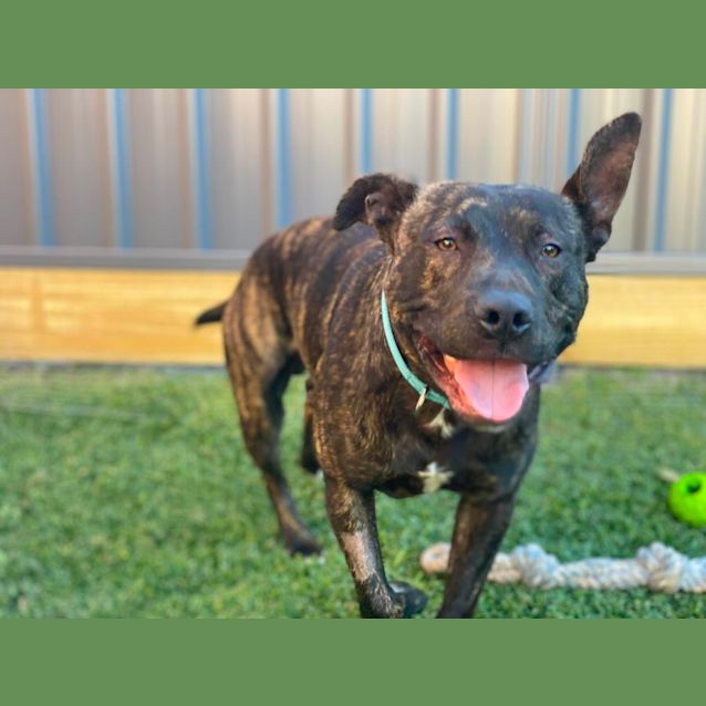 Photo of Damon   1 Year Old American Staffy