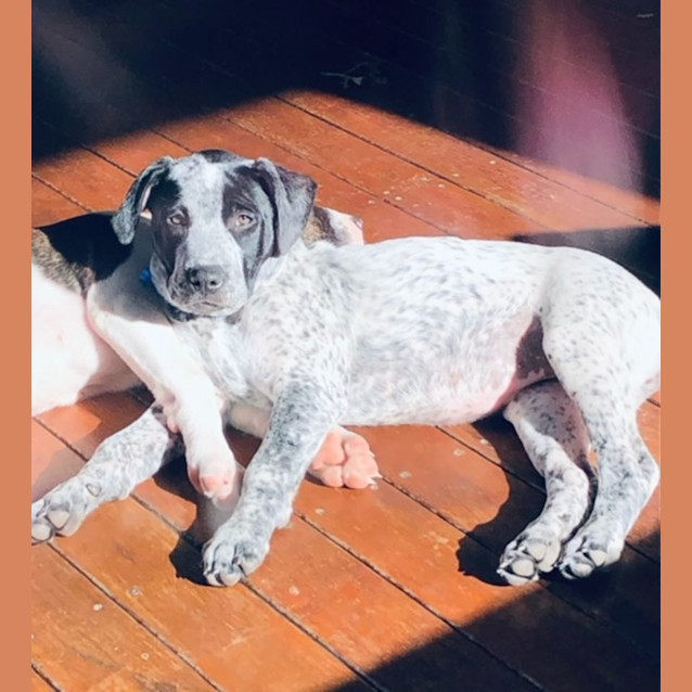 Photo of Zahzu   12 Week Old Cattle Dog X