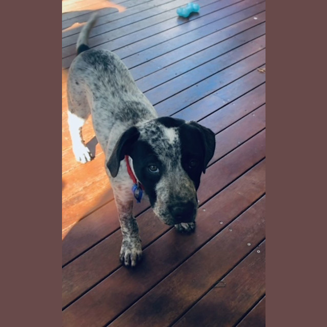 Photo of Zahzu   12 Week Old Cattle Dog X
