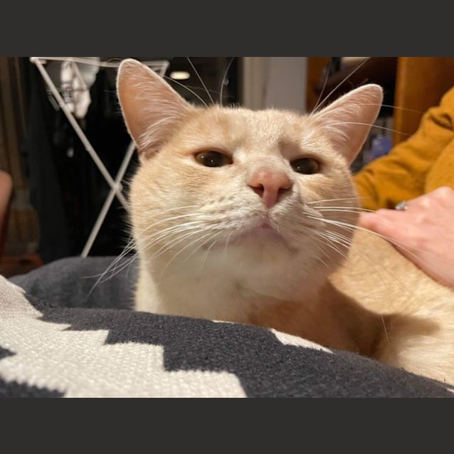 Photo of Chester *9 Lives Project Rescue*