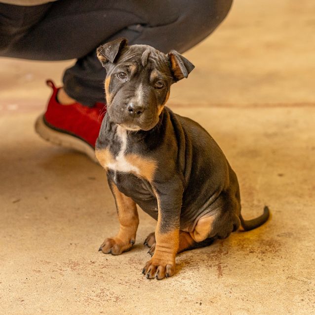 Photo of Olive