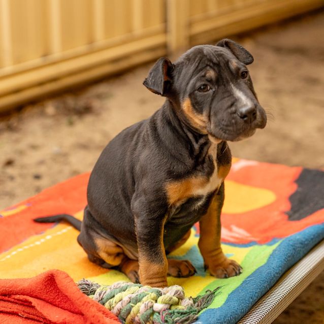 Photo of Olive