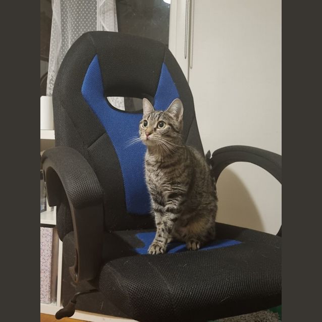 Photo of Izzy   Located In Preston 