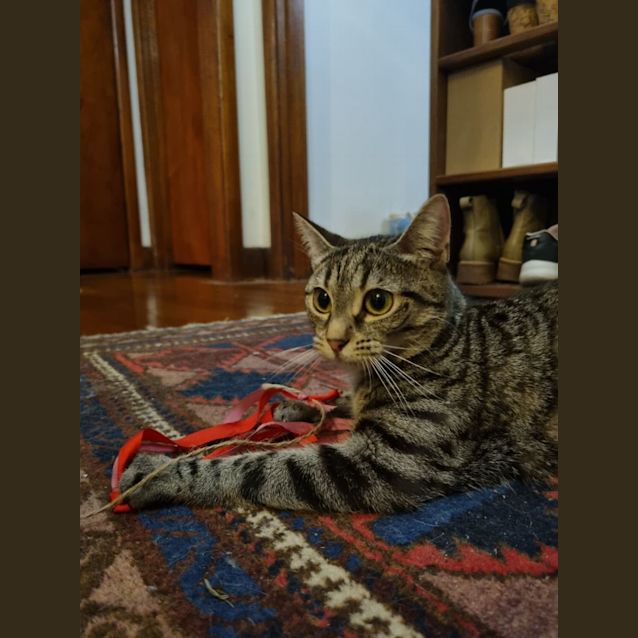 Photo of Izzy   Located In Preston 