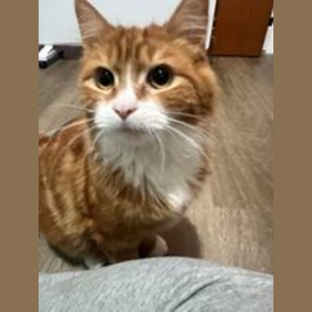 Photo of Ramsay   Located In Cranbourne
