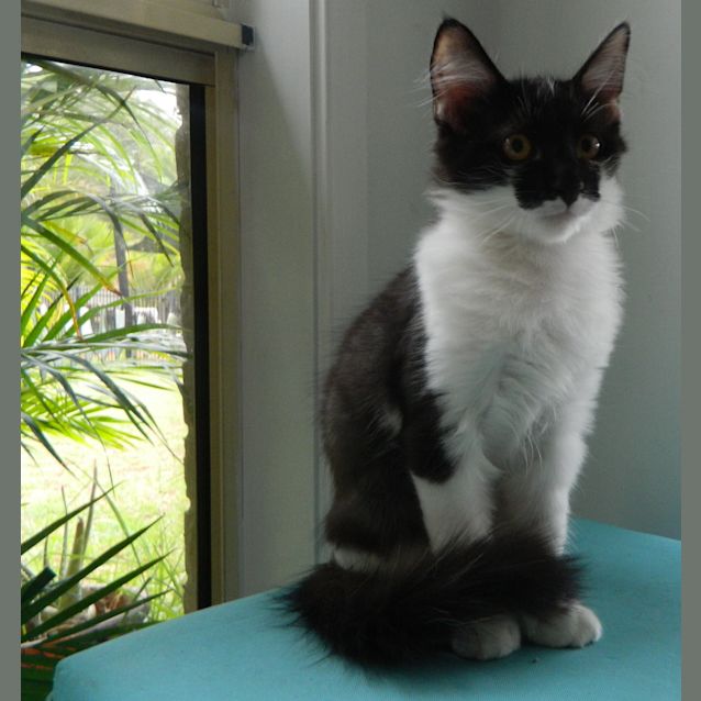 Photo of "Jackson"   Purrfect Match