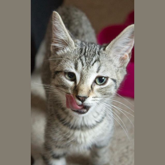 Photo of Fez *Discounted*
