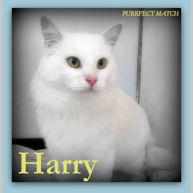 Photo of "Harry"   Purrfect Match