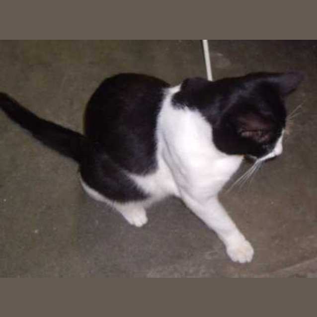 Photo of Bandit ~ Reduced Adoption Fee!!!