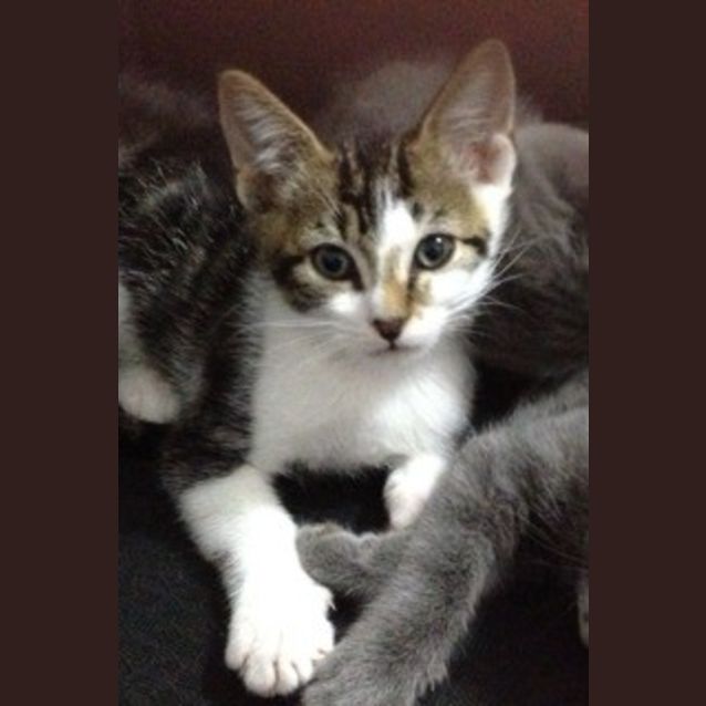 Photo of Turbo
