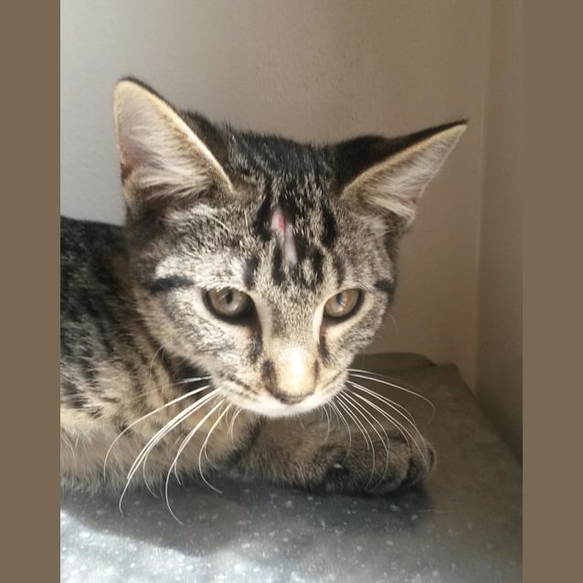 Photo of Orion