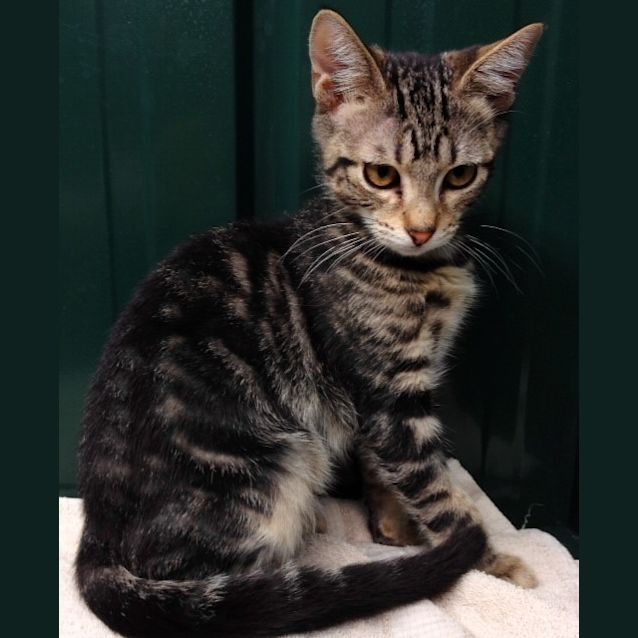 Photo of Lewis (Squawks Pet Store)