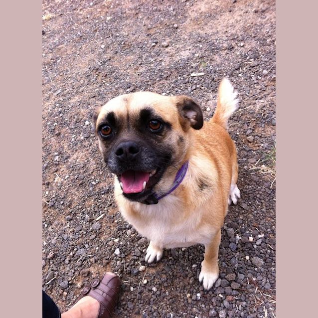 Photo of Munchkin   Pug Cross 
