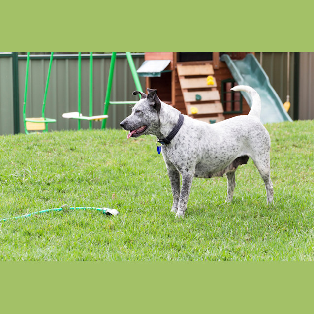 Photo of Noelle (Adopted By Foster Carer 5/10/14)