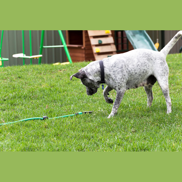 Photo of Noelle (Adopted By Foster Carer 5/10/14)