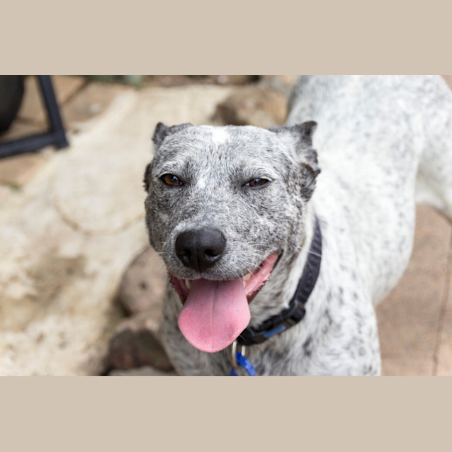 Photo of Noelle (Adopted By Foster Carer 5/10/14)