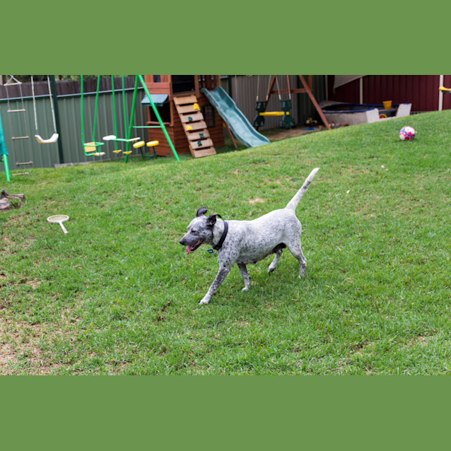 Photo of Noelle (Adopted By Foster Carer 5/10/14)